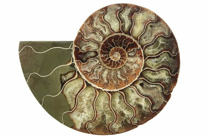 Cut & Polished Ammonite Fossil (Half) - Madagascar #223213